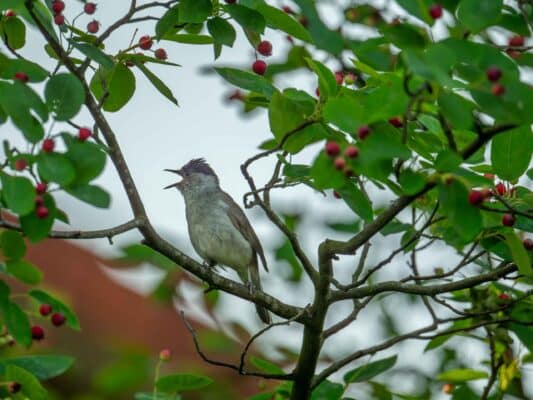 Vögel 0207044